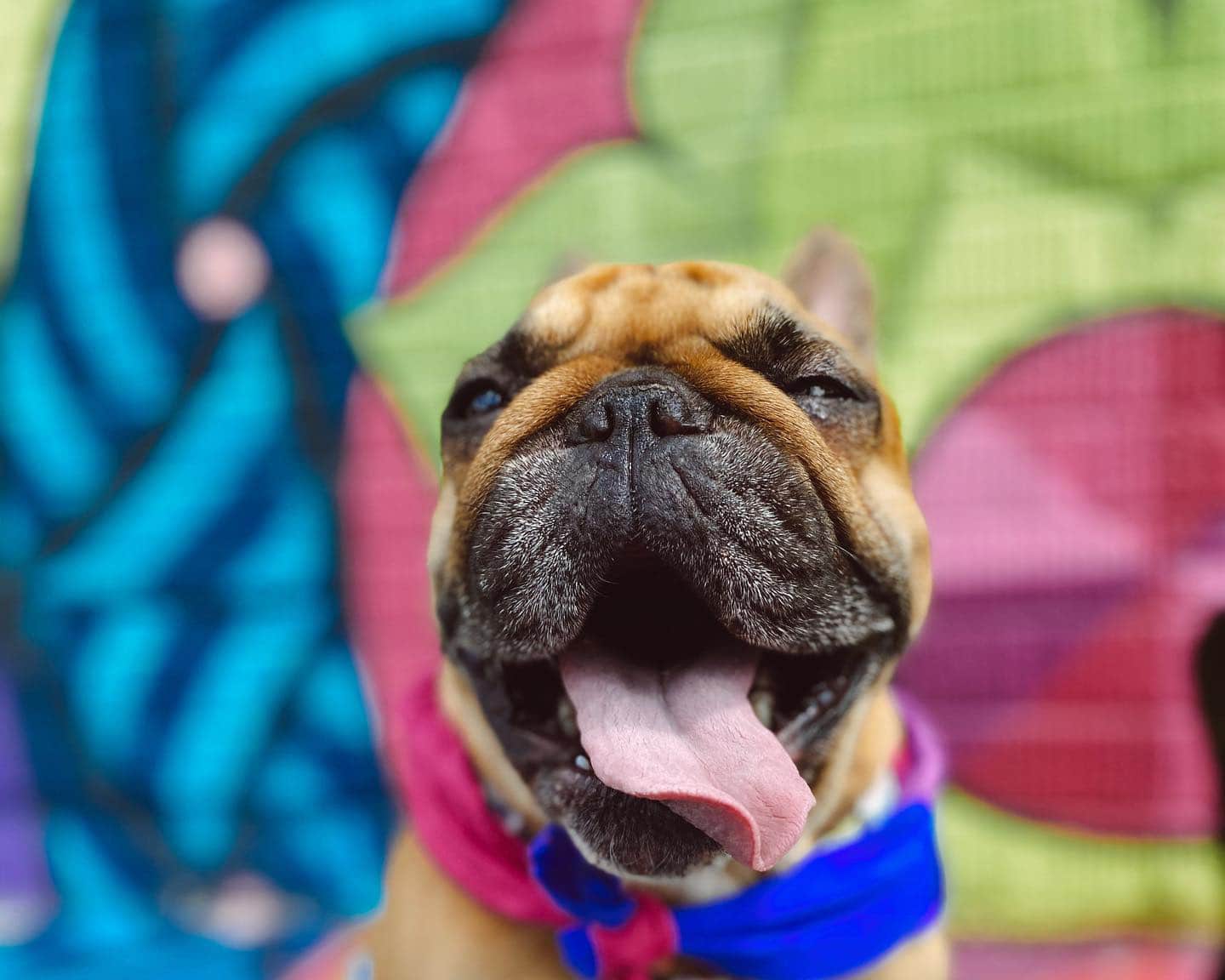 Small dog with tongue hanging out of his mouth in front of a mural in Wauwatosa