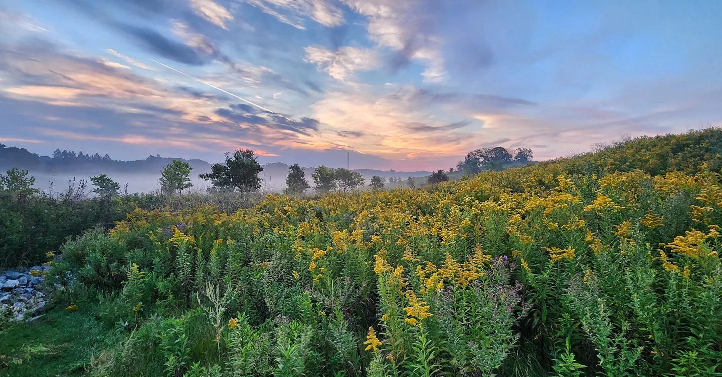 Wauwatosa field with yellow flowers with a sunset in the background